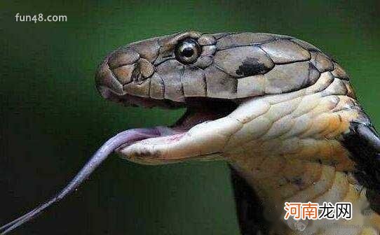 半个小时致人死亡 眼镜王蛇有多毒，中国最凶猛的毒蛇