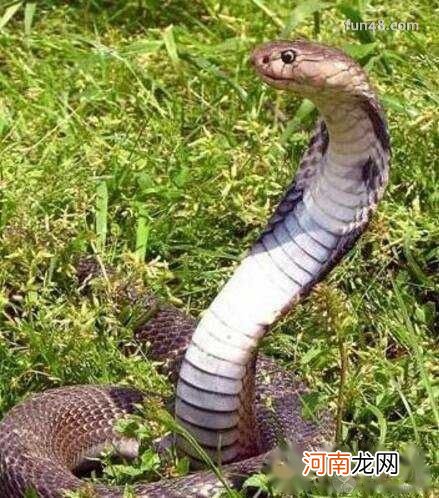 半个小时致人死亡 眼镜王蛇有多毒，中国最凶猛的毒蛇