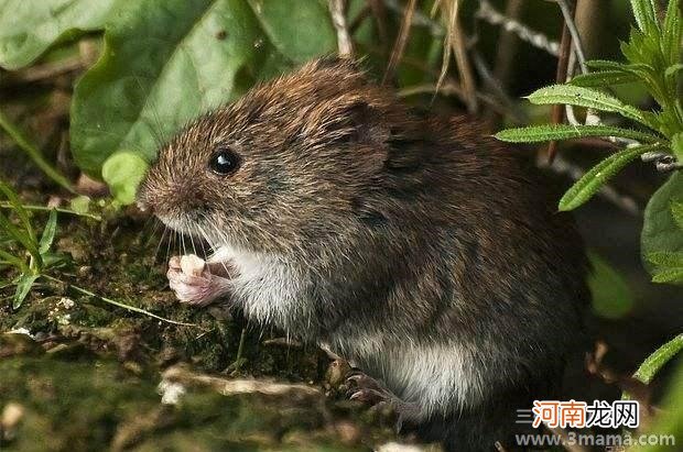 大班科学活动田鼠的天敌—猫头鹰教案反思