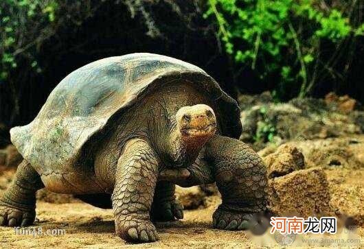 世界最大的乌龟 加拉帕戈斯象龟有多大，高1.5米重880磅
