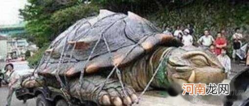 世界最大的乌龟 加拉帕戈斯象龟有多大，高1.5米重880磅