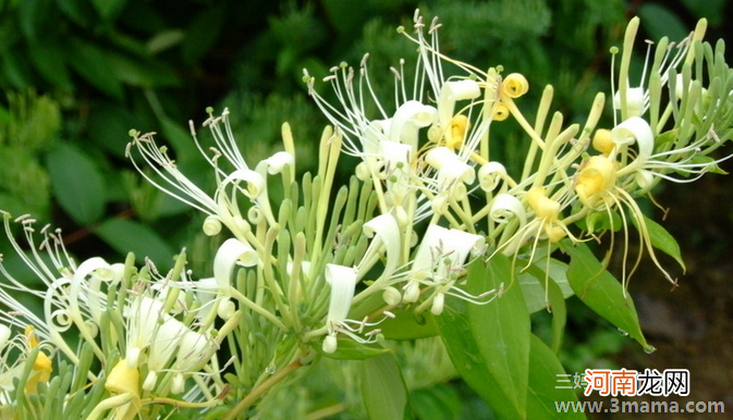 坐月子可以喝金银花茶吗