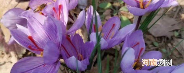 藏红花种植技术大全 如何种植藏红花