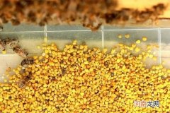 蜂花粉的作用与功效是什么 蜂花粉有假的吗