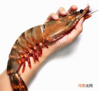 我国的巨型黑虎虾 黑虎虾在美国生活的很潇洒