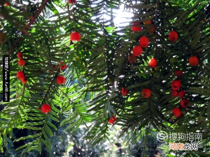 红豆杉的养殖方法和注意事项是什么？