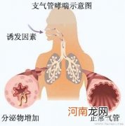 关于小儿支气管哮喘的危害