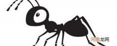 室内有蚂蚁用什么方法消灭 室内有蚂蚁如何消灭