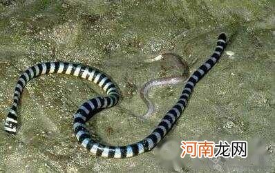灰蓝扁尾海蛇有毒吗，中国十大毒蛇中唯一的海蛇