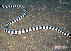 灰蓝扁尾海蛇有毒吗，中国十大毒蛇中唯一的海蛇