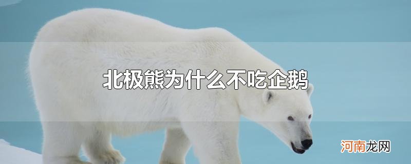 北极熊为什么不吃企鹅优质