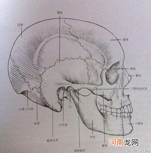 顺产骨缝多久可以闭合