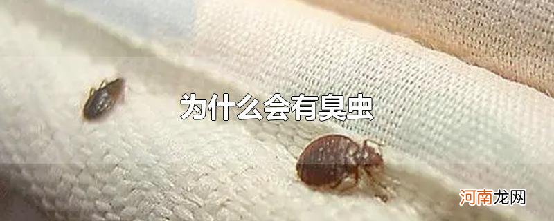 为什么会有臭虫优质