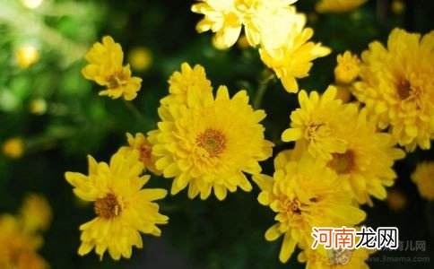 孕妇可以吃黄花菜么