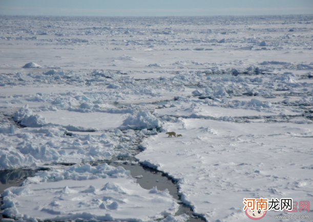 南极鱼|南极的鱼能在冰天雪地中健康成长主要因为体内有什么 蚂蚁庄园7月22日课堂答案