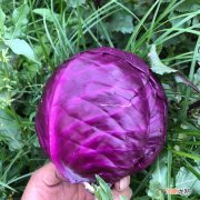 紫包菜怎么吃更好？紫包菜凉拌的做法有哪些？