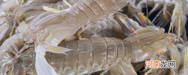 濑尿虾和皮皮虾区别 濑尿虾和皮皮虾有哪些不同