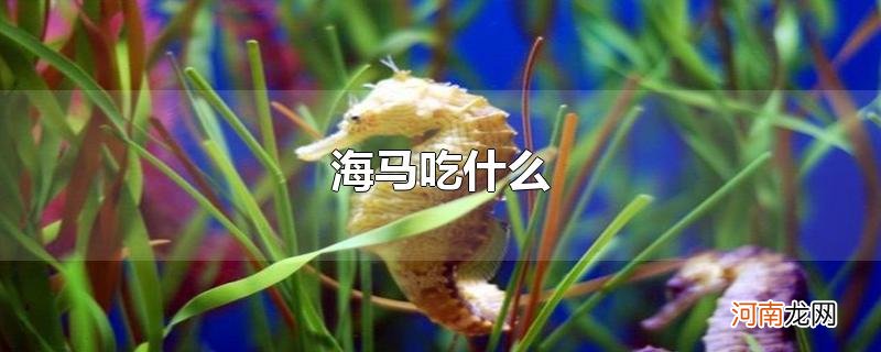 海马吃什么优质