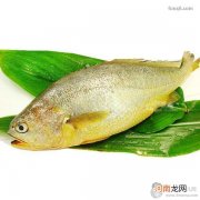 大黄花鱼小黄花鱼有哪些区别，怎么做才好吃？