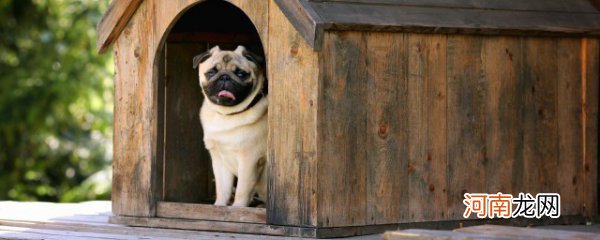 怎么练习狗狗在屋外上厕所 练习狗狗在屋外上厕所方法