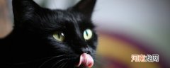 如何阻止公猫的尿液标志行为 阻止公猫的尿液标志行为方法