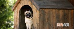 如何防止狗狗在笼子里排便 怎么防止狗狗在笼子里排便