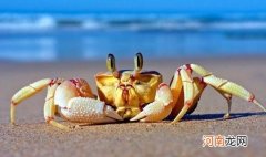 海螃蟹怎么冷冻保存 海螃蟹能冷冻保存吗