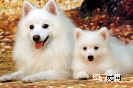 银狐犬的优点和缺点 四个优点高颜值的银狐狗优雅迷人