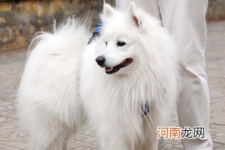 银狐犬的优点和缺点 四个优点高颜值的银狐狗优雅迷人