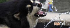 如何鼓励狗狗多喝水 怎么鼓励狗狗多喝水