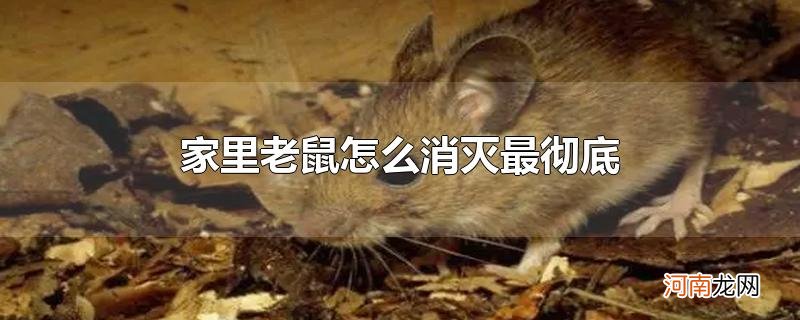 家里老鼠怎么消灭最彻底优质