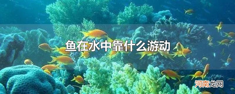 鱼在水中靠什么游动优质