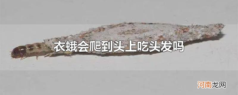 衣蛾会爬到头上吃头发吗优质