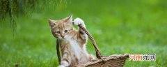 怎么防止猫咪在地毯上撒尿 防止猫咪在地毯上撒尿方法