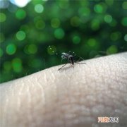蚊子咬了怎么消肿止痒最快 蚊子咬了消肿小偏方