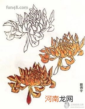 菊花怎么画