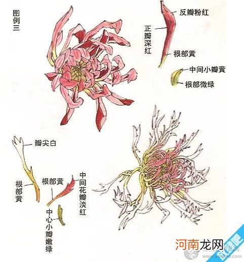 菊花怎么画