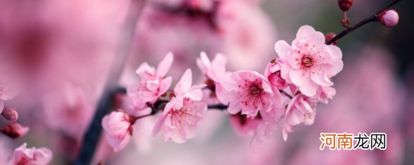 梅花什么季节开花 梅花是什么季节开的