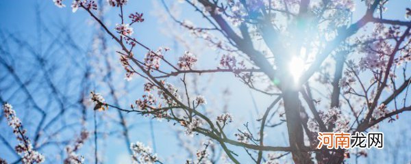 梅花在什么季节开放 梅花是哪个季节开的