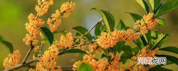 桂花在什么季节开放 桂花的开放季节介绍