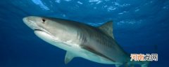 如何辨认鲨鱼的牙齿 鲨鱼的牙齿的相关知识