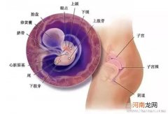 怀孕26周胎儿的具体发育过程