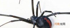 如何辨认黑寡妇蜘蛛 如何辨认黑寡妇蜘蛛