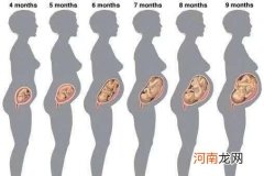 怀孕5个月肚子显怀吗 怀孕5个月肚子有多大