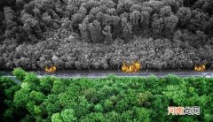 森林防火这十条内容很重要 森林防火内容怎么写