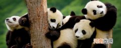 大熊猫属于什么科目 大熊猫是什么科目