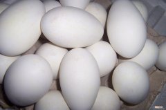 孕晚期为什么要吃鹅蛋