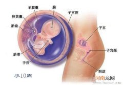 怀孕12周胎儿的发育标准