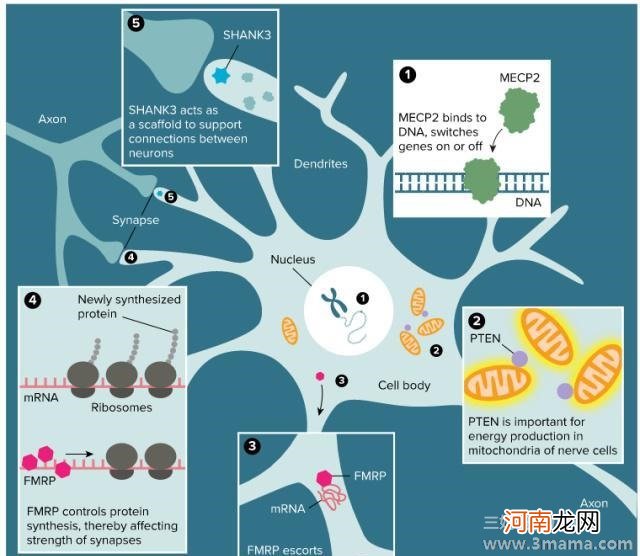 常见的形成自闭症的原因有什么？