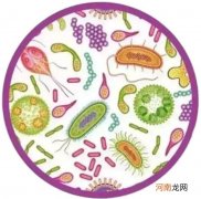 益生菌的服用和储藏 益生菌可分成三大类